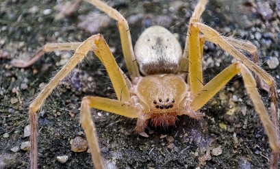 Brown Recluse