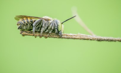 Carpenter Bees