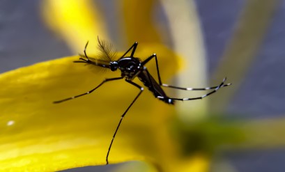 Mosquitos