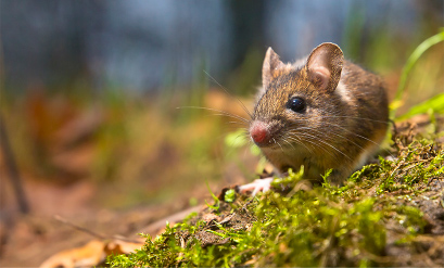 Rodents