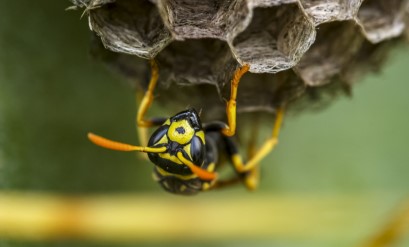 Stinging Pests