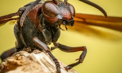 Wasps