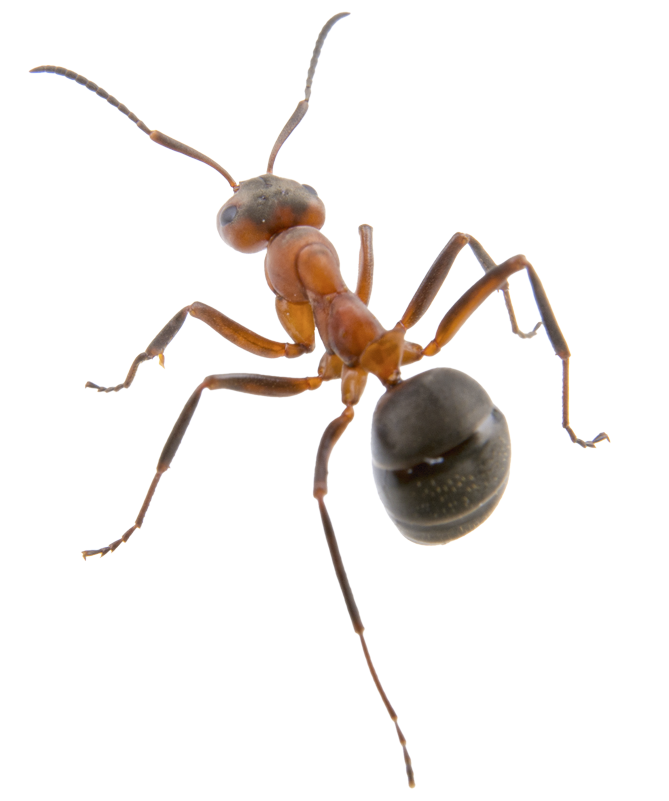 Ant