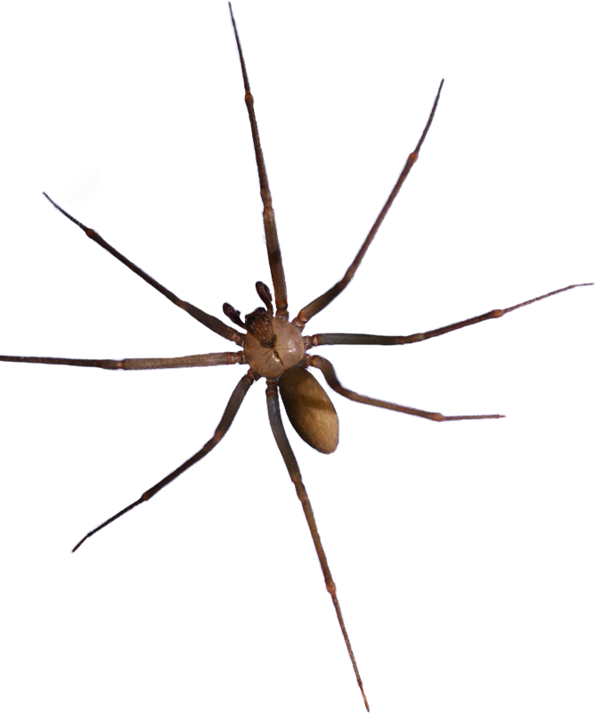 Brown Recluse
