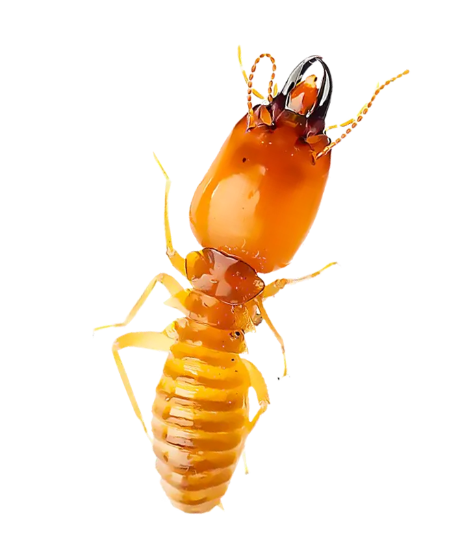 Wasp