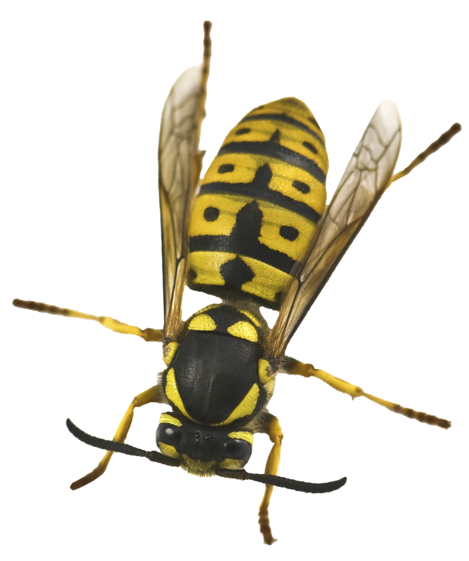 Wasp