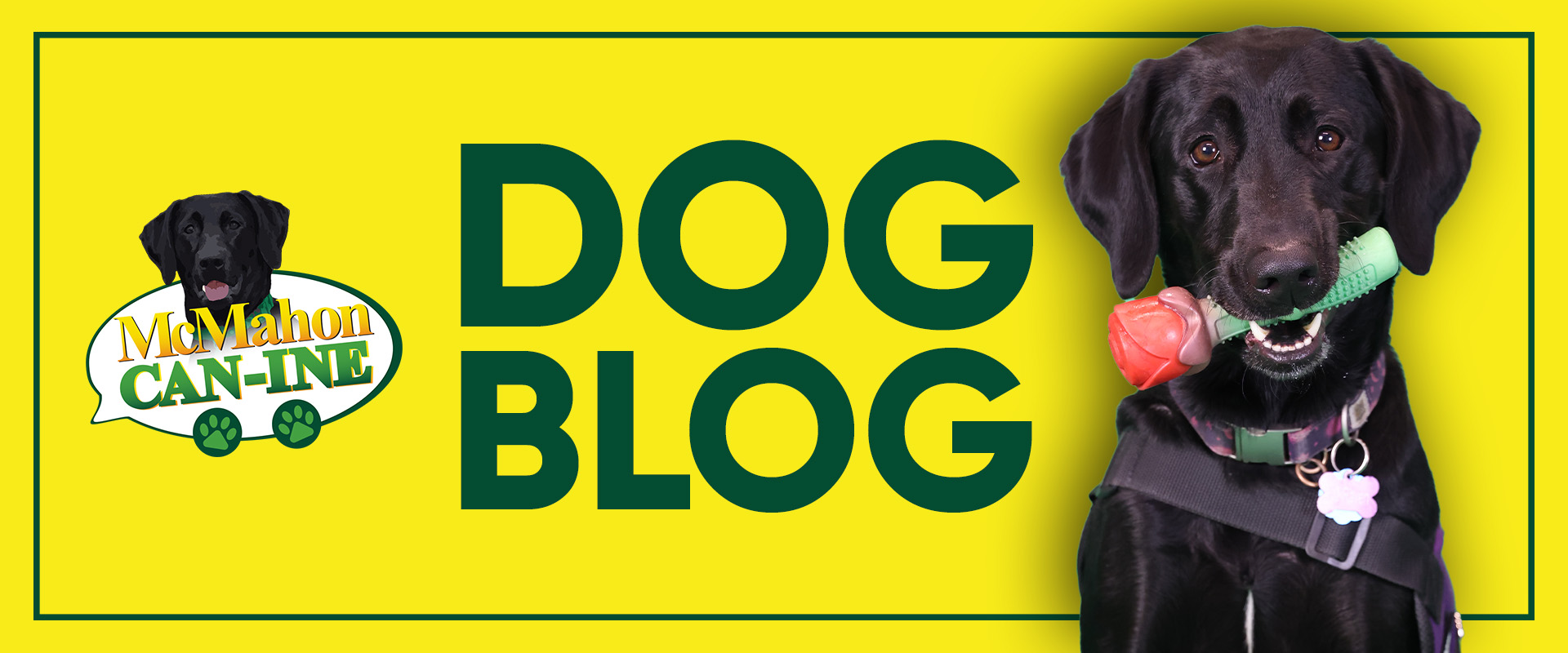 raven's blog