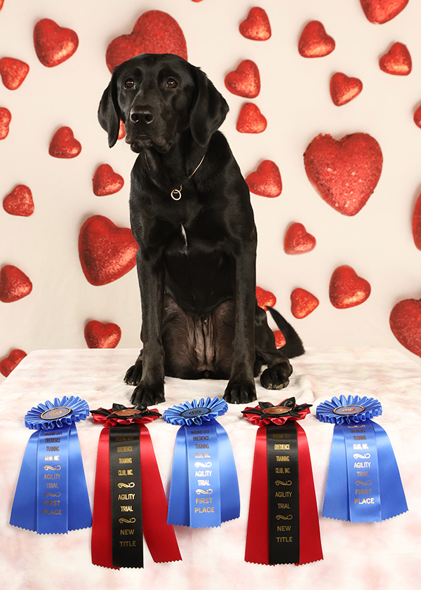 Raven With Awards