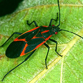 Boxelder Beetle