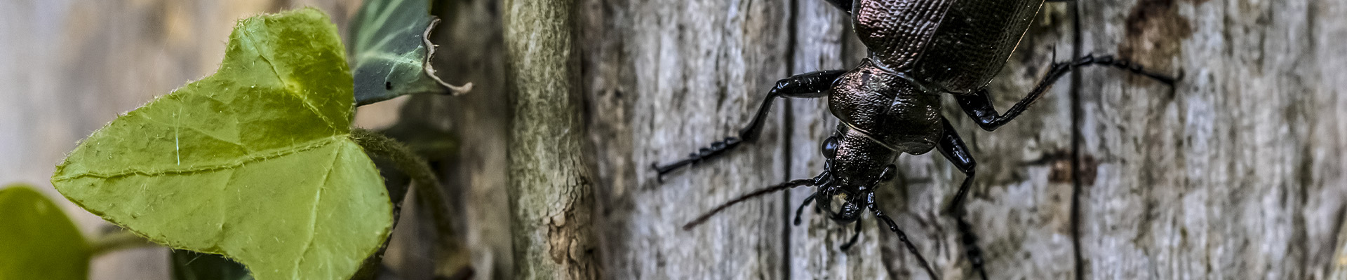 Ground Beetle Page Header