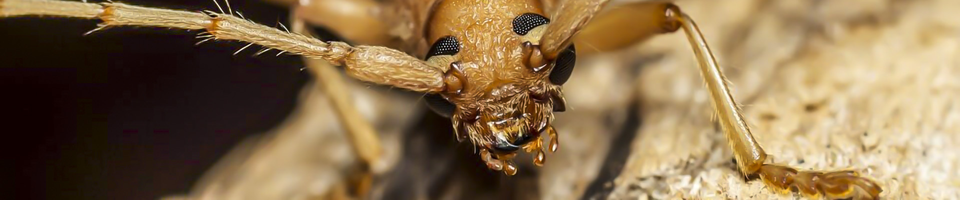 Ivory Marked Beetle Page Header