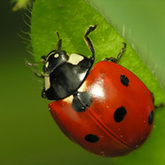 Ladybug