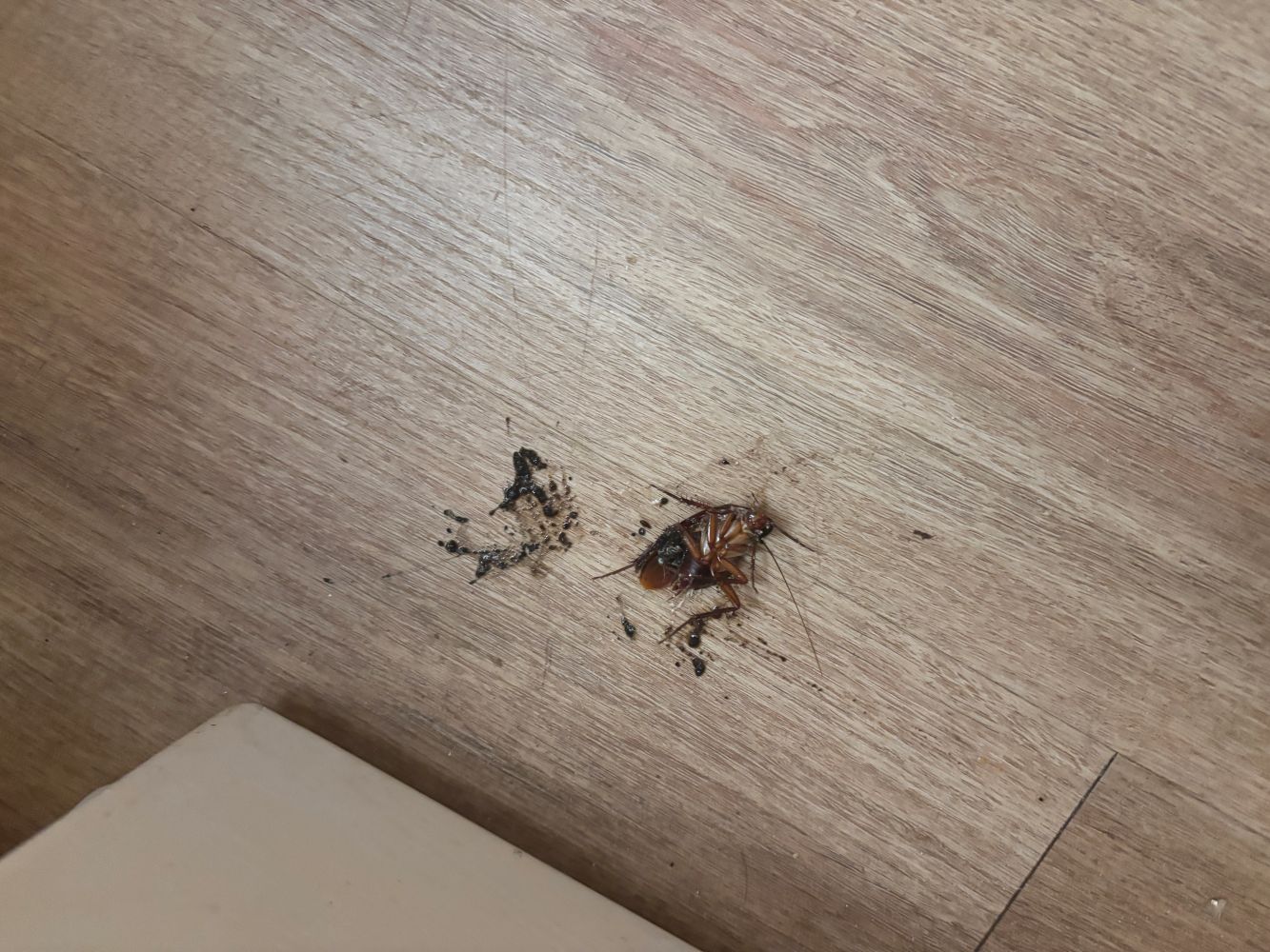 Jayda Poag Bug Submission