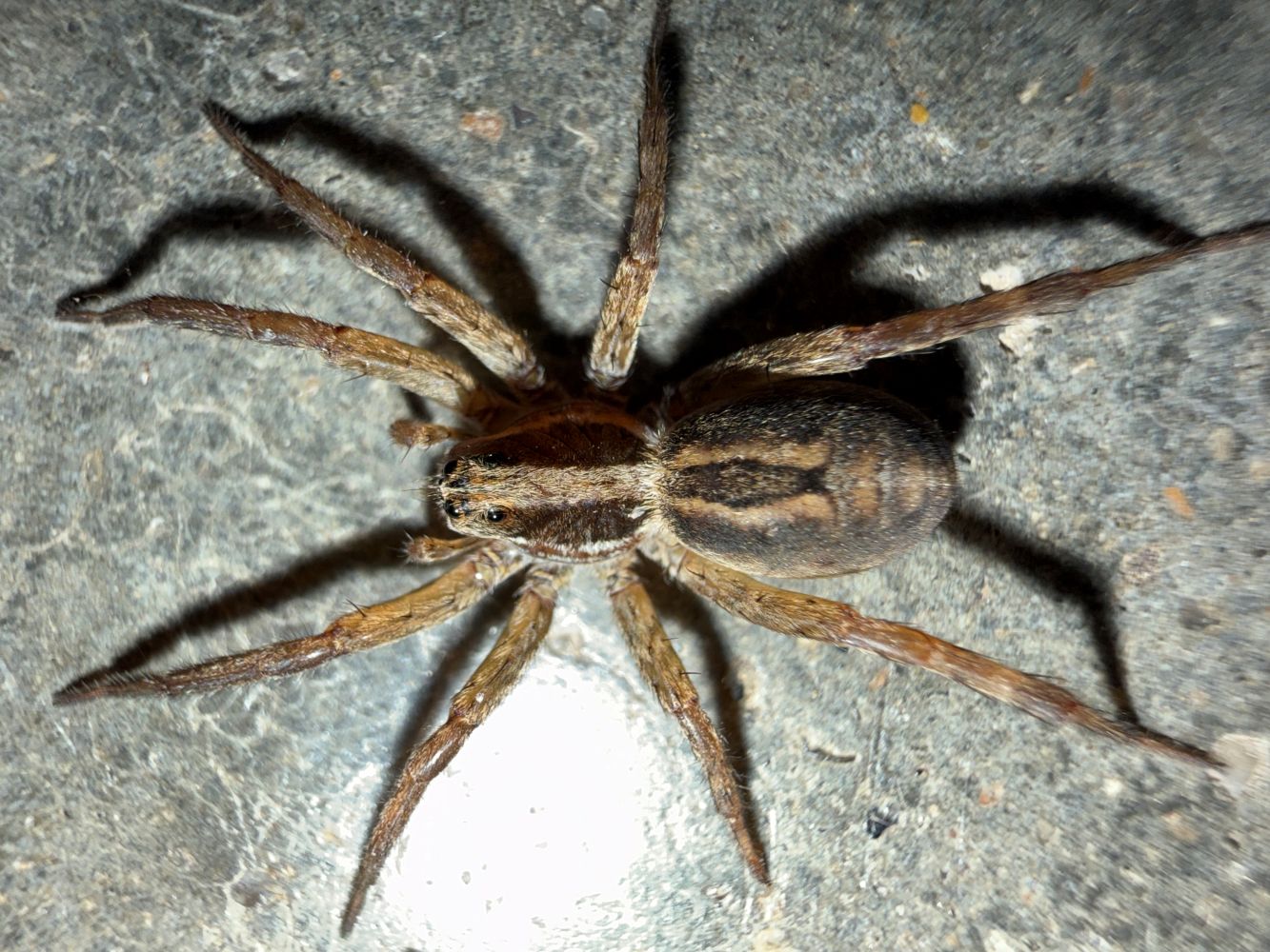 Jayda Poag Bug Submission