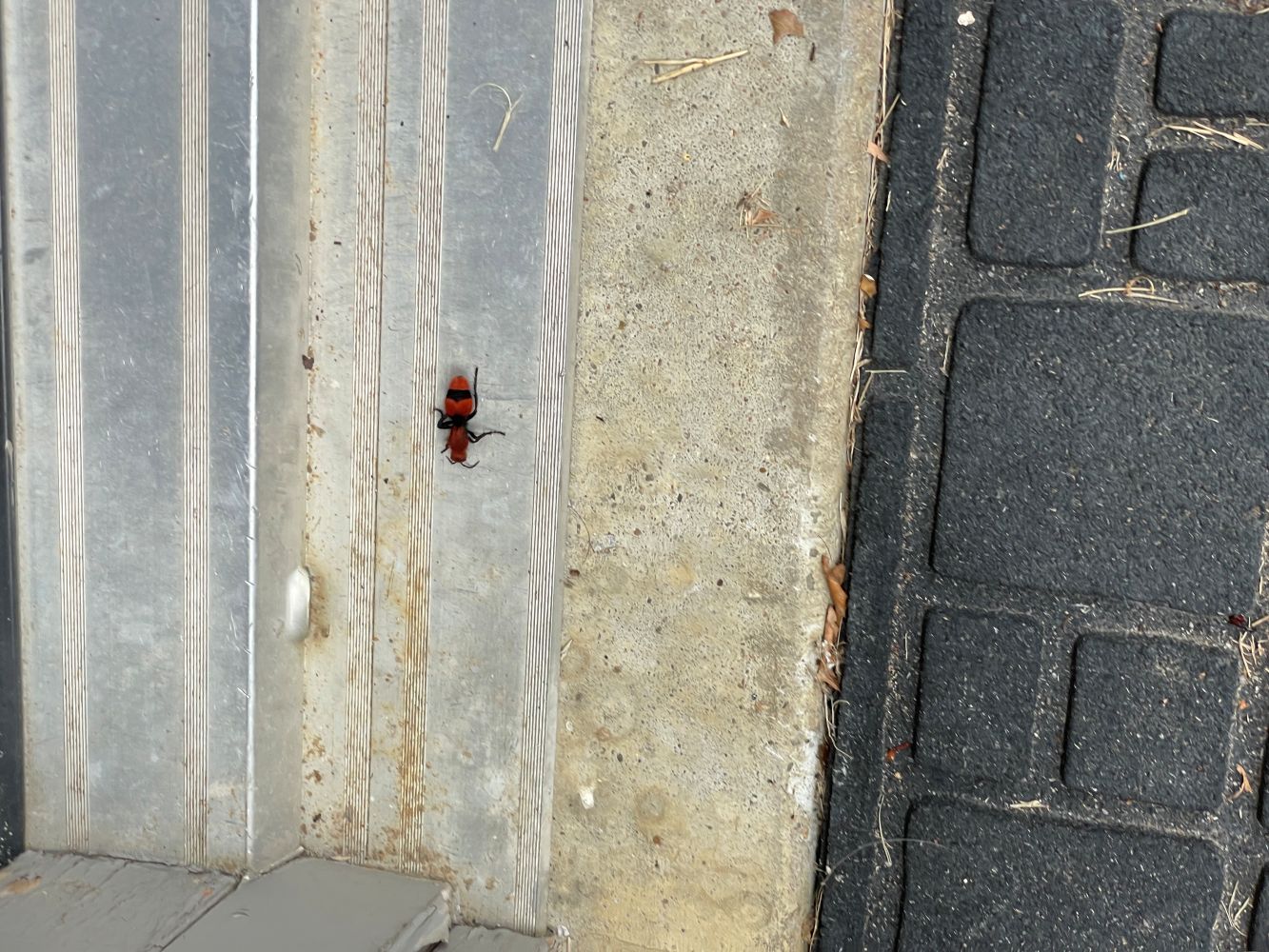 Jayda Poag Bug Submission