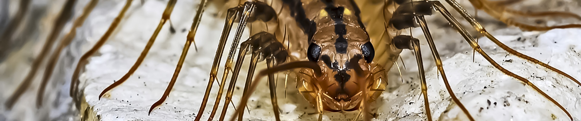 House Centipede Page Header