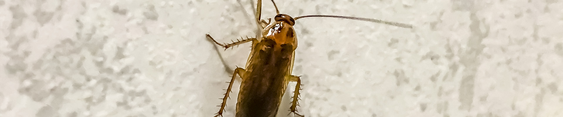 German Cockroach Page Header