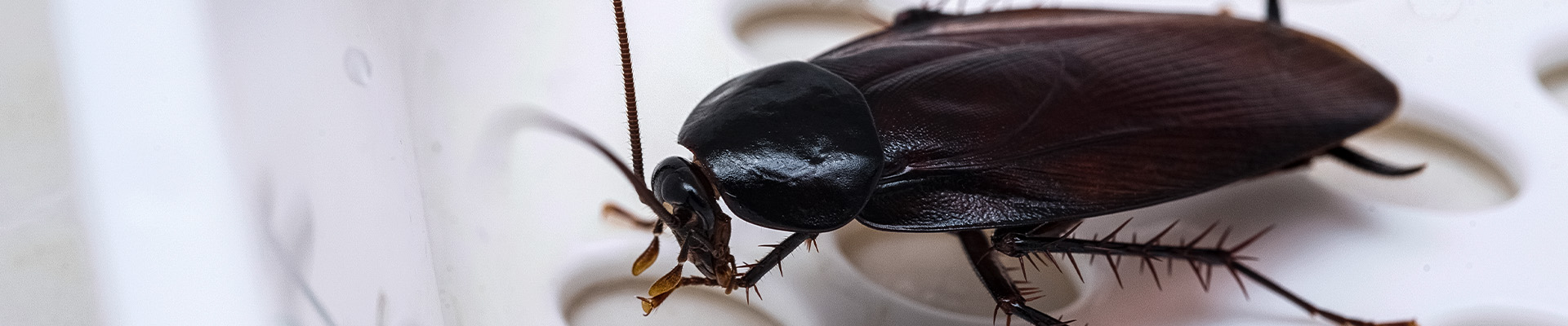 Oriental Cockroach Page Header