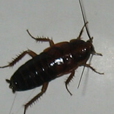 Oriental Cockroach