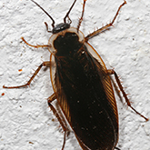 Pennsylvania Wood Cockroach