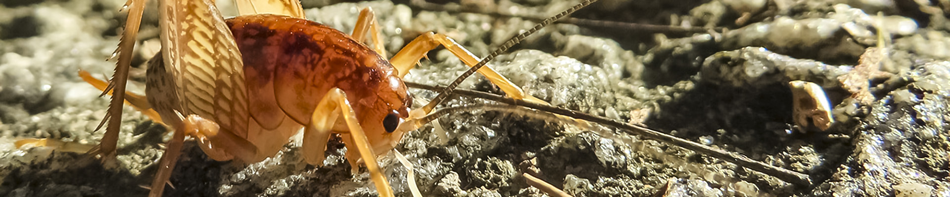 Cave Cricket Page Header
