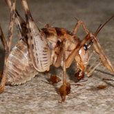 Cave Cricket