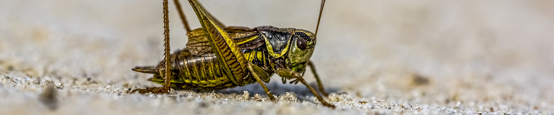 Crickets Page Header