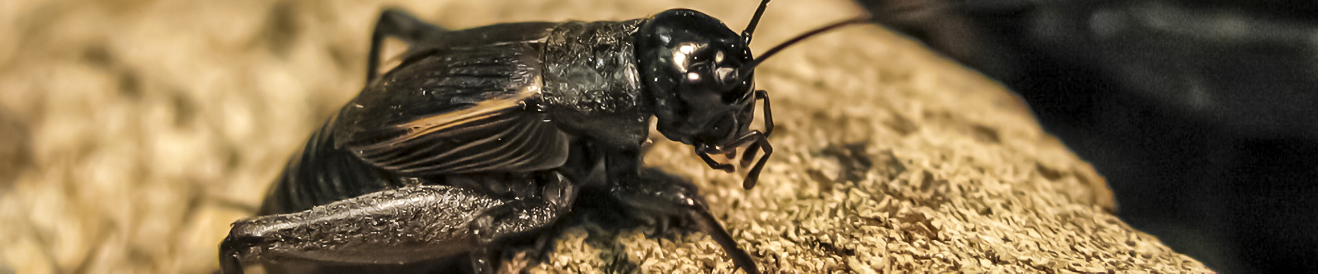 Field Cricket Page Header