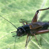 Field Cricket