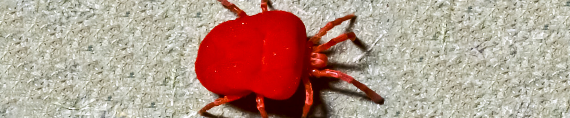 Clover Mite Page Header