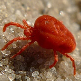 Clover Mites