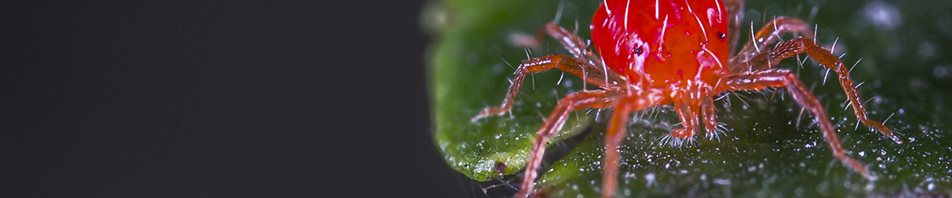 Spider Mite Page Header