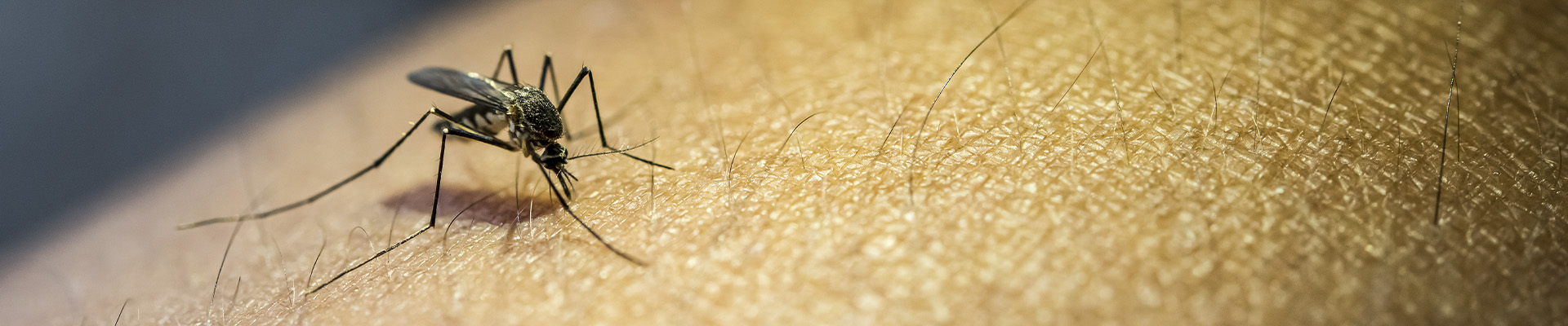 Mosquitos Page Header