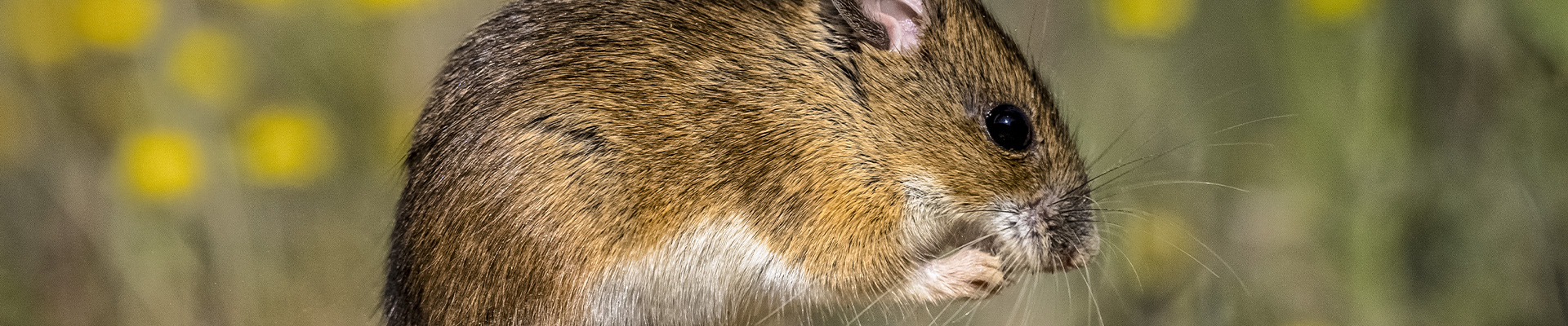 Mouse Page Header