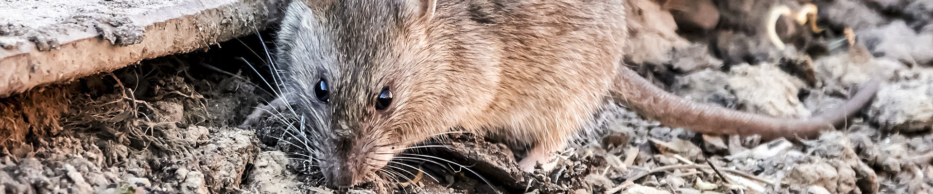 Norway Rat Page Header