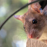 Roof Rat