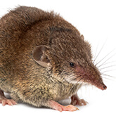 Shrew