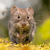 Vole