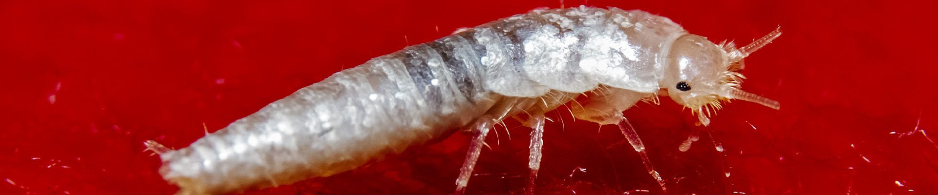 Silverfish