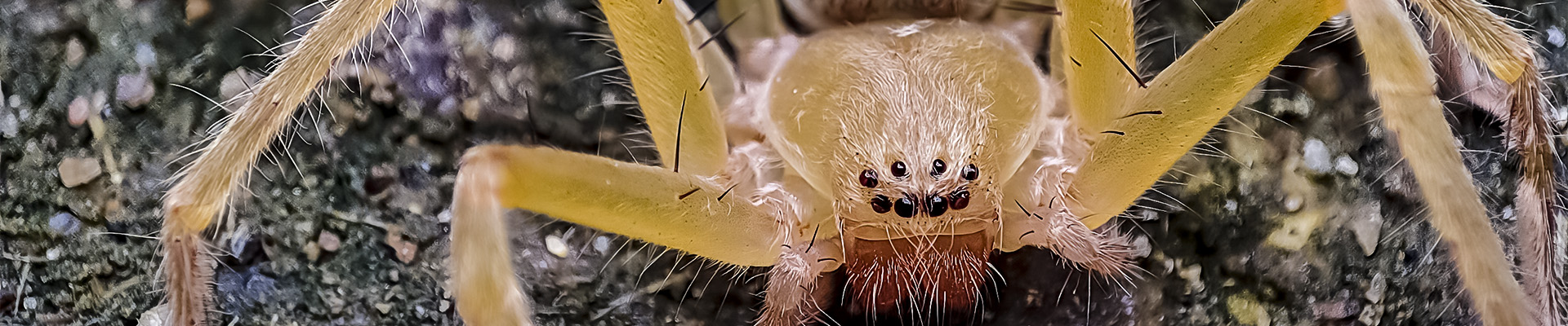 Brown Recluse page header
