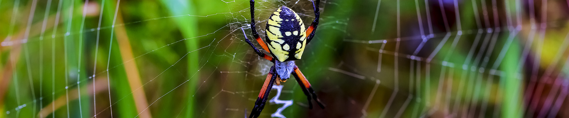 Garden Spider page header