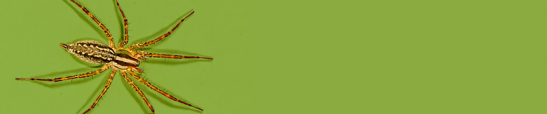 Grass Spider page header