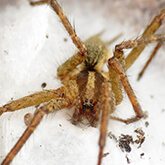 Grass Spider