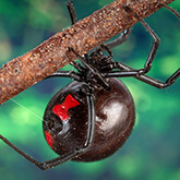 Black Widow Spider