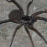 Wolf Spider