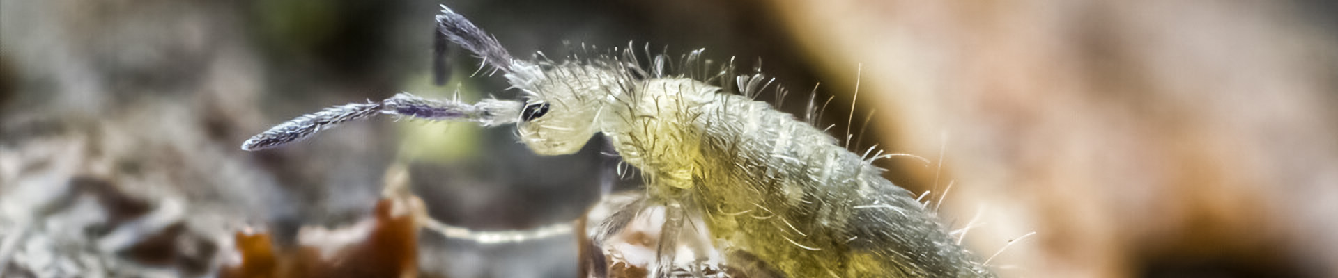 Springtails Page Header