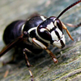 Baldfaced Hornet