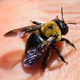 Carpenter Bees