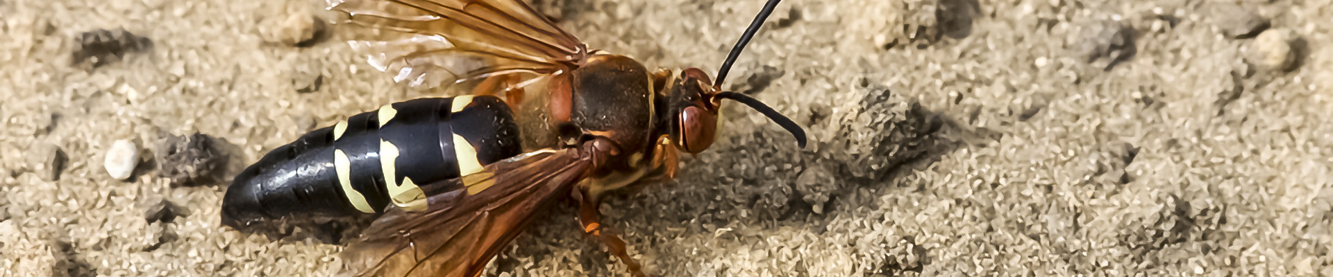 Cicada Killer Wasp page header