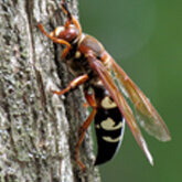 Cicada Killer Wasp